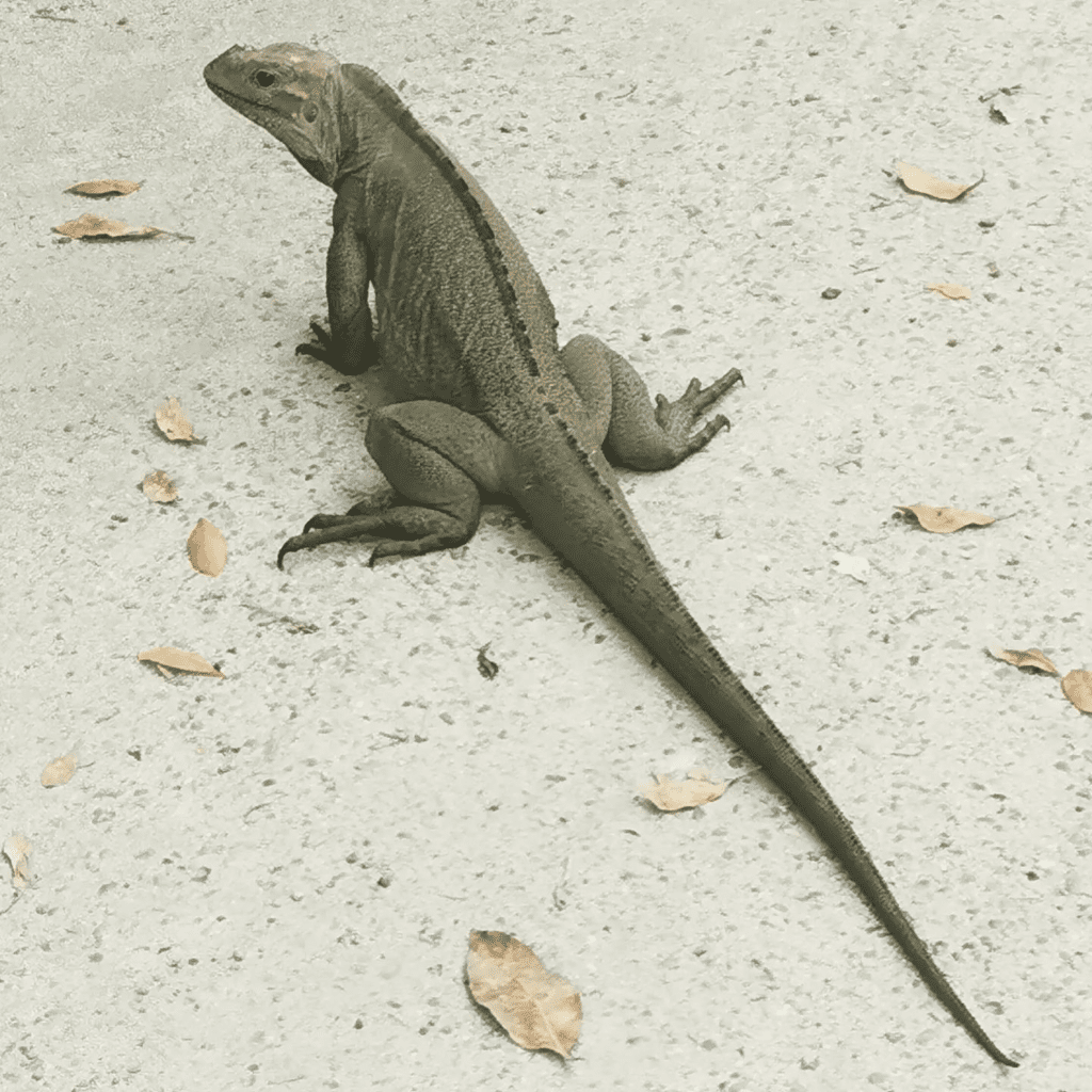 iguana Playa Dominicus