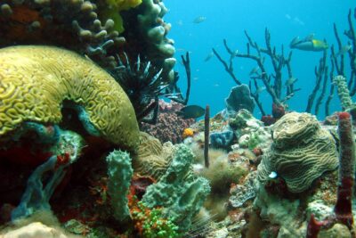 Buceo en República Dominicana: mejores destinos acuáticos