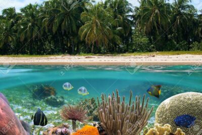 Playas en República Dominicana para bucear con arrecifes de coral