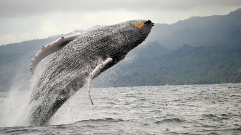 Avistamiento de ballenas en Samaná: guía práctica de la temporada