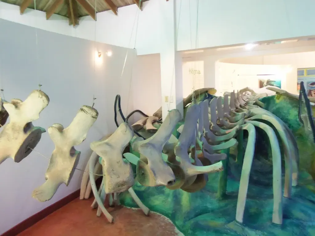 Esqueleto de ballena jorobada expuesto en un museo de Samaná