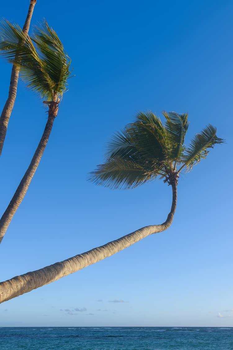 Palmeras en la playa de Bávaro