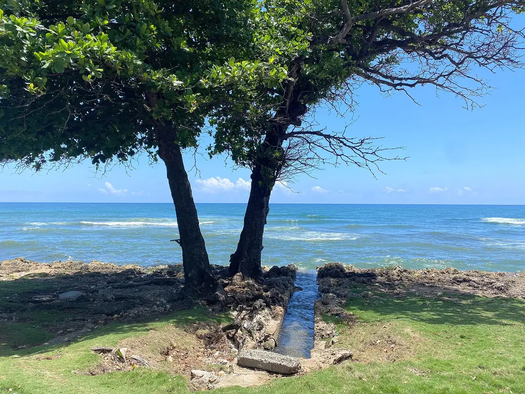 Árboles junto al mar Caribe en un paseo costero de la zona sur del país