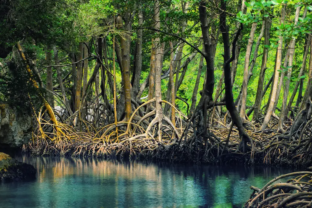 Manglares con raíces sobre el agua en el Parque Nacional Los Haitises