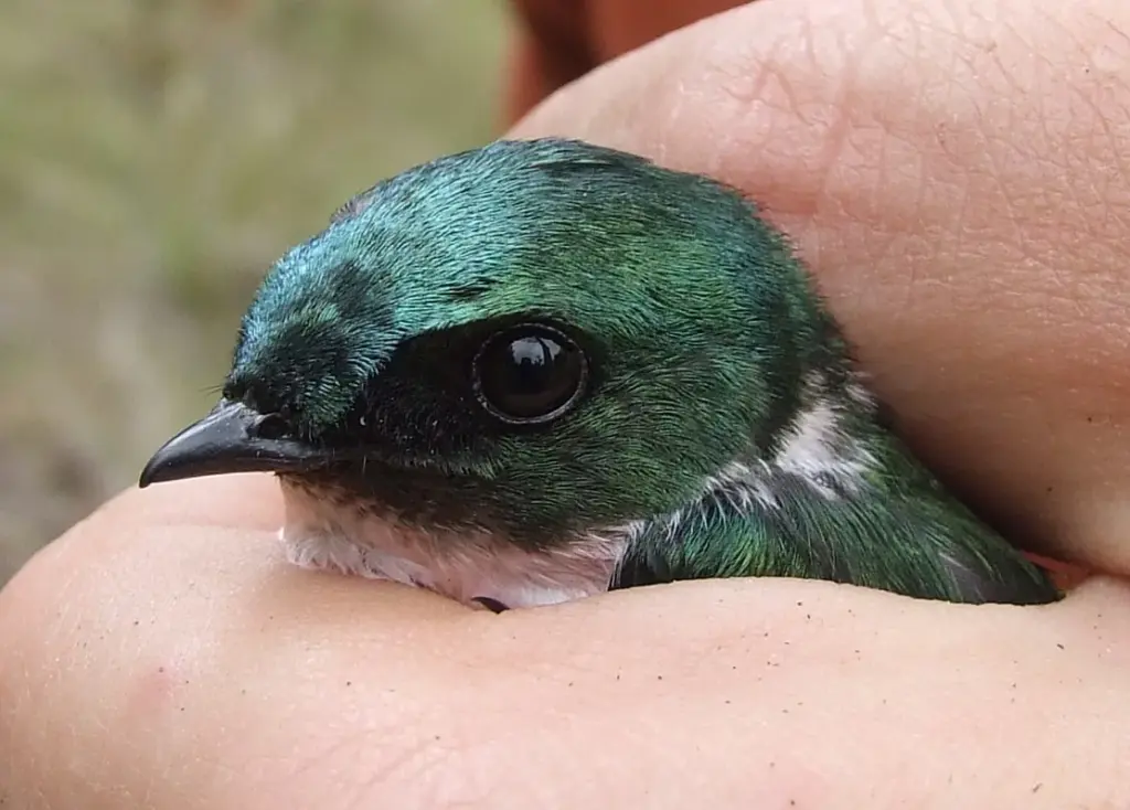 Golondrina verde de La Española sostenida por un investigador durante un estudio de aves
