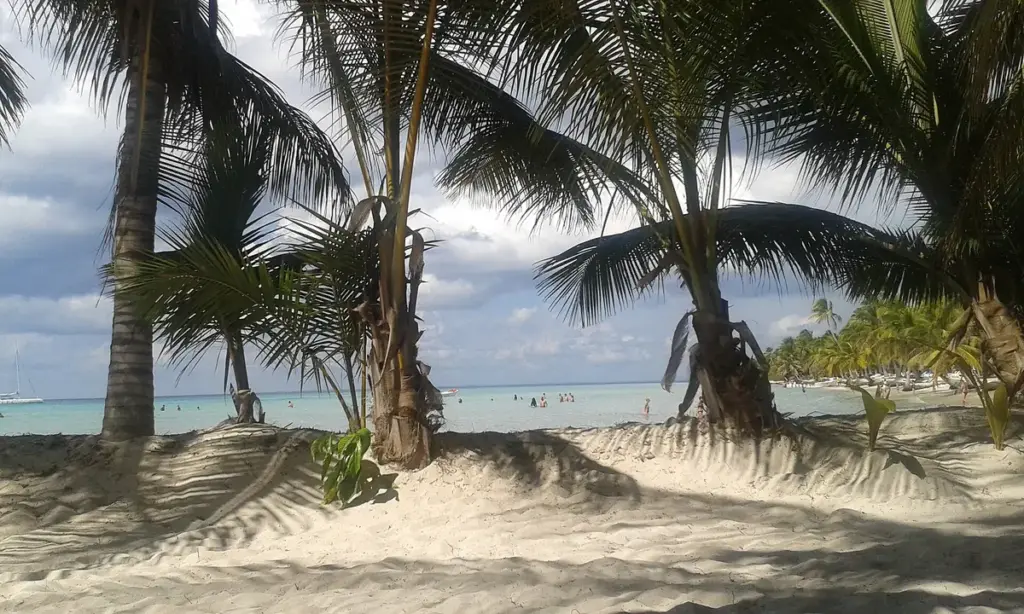 Costa de Isla Saona vista desde una embarcación con palmeras en la orilla