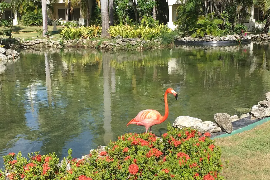 Flamencos caribeños en los jardines del complejo Meliá en Playa Bávaro