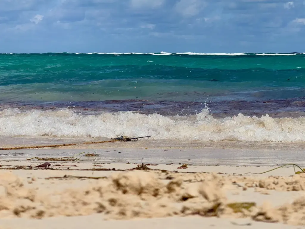 Orilla de playa en Bávaro con olas y restos de sargazo sobre la arena
