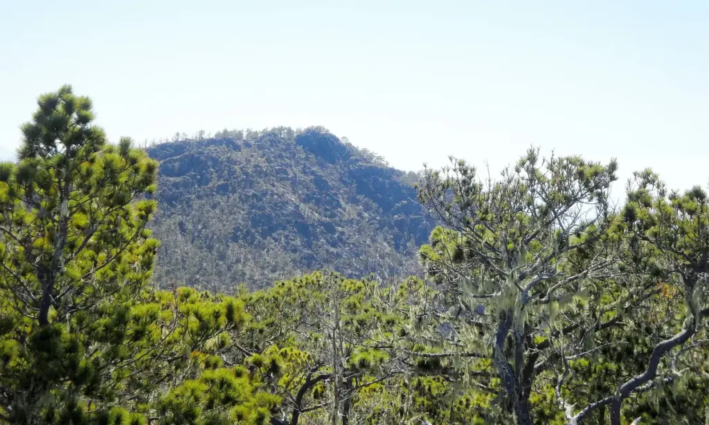 Pinos criollos en la ladera de la montaña camino al Pico Duarte